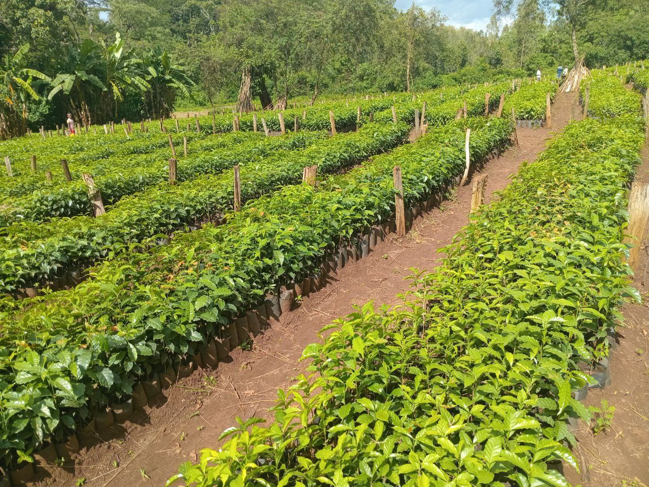 Buna (Eighteenth Crop)