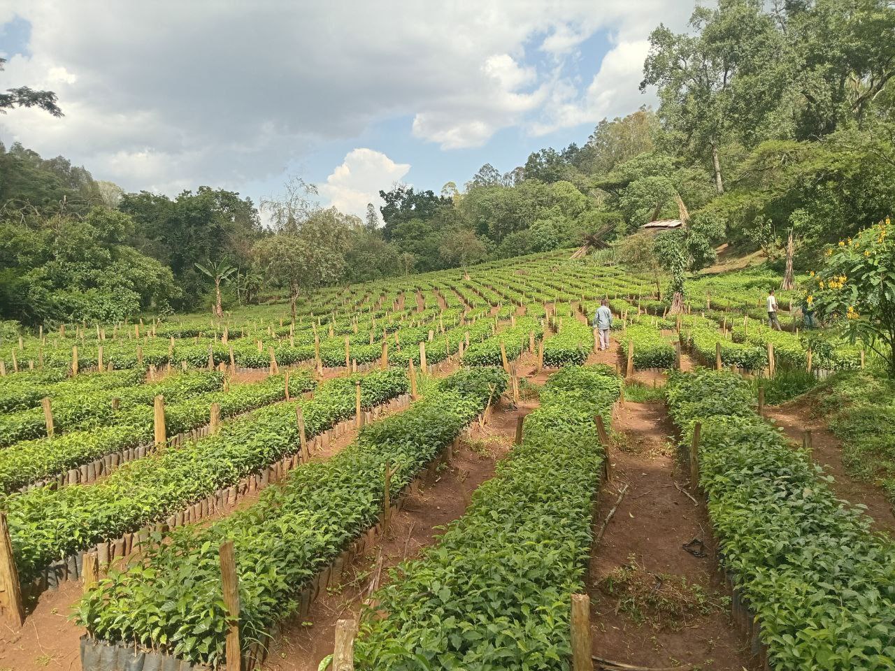 Buna (Nineteenth Crop)