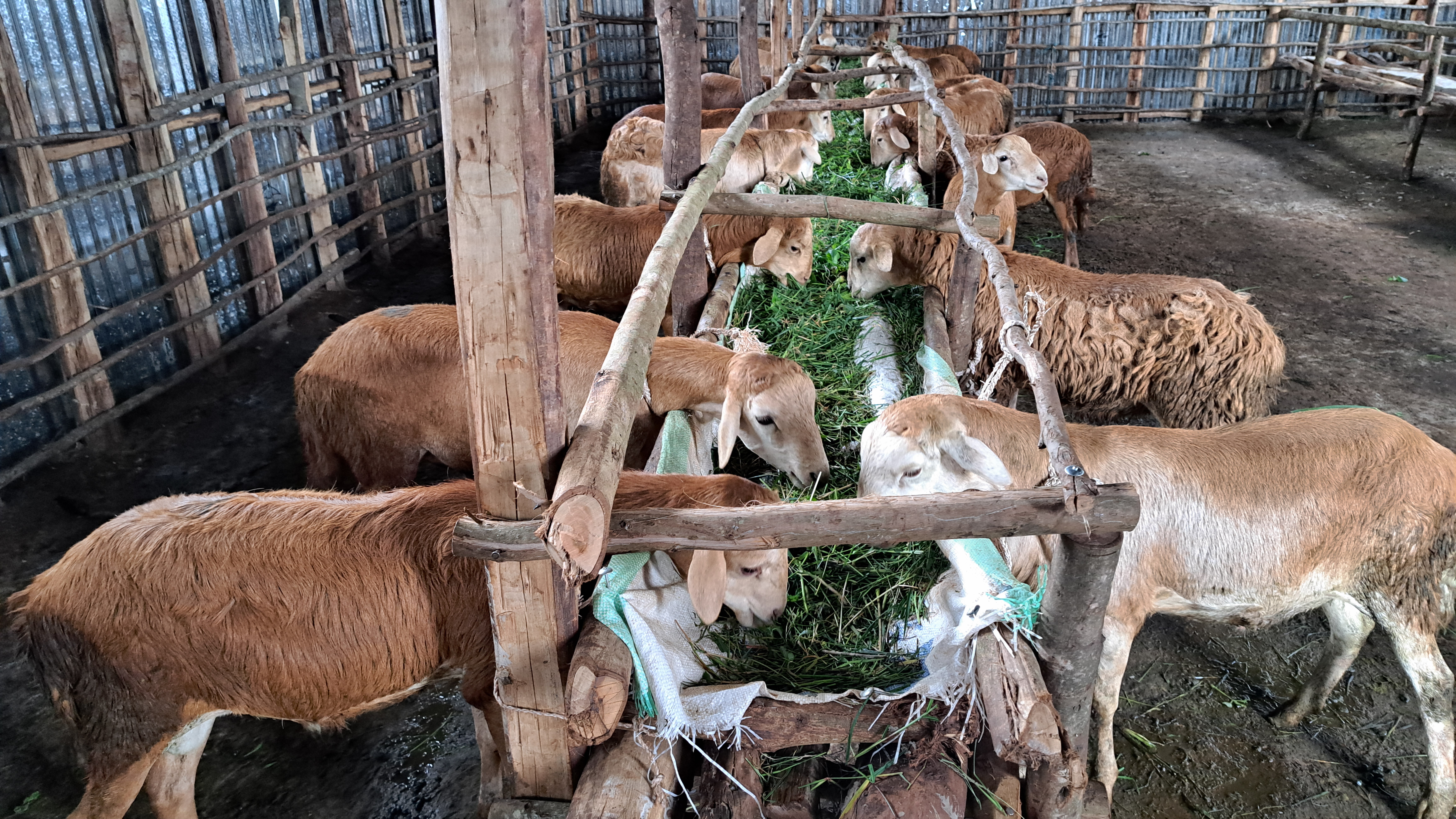 Hoolaa (Sixteenth Crop)