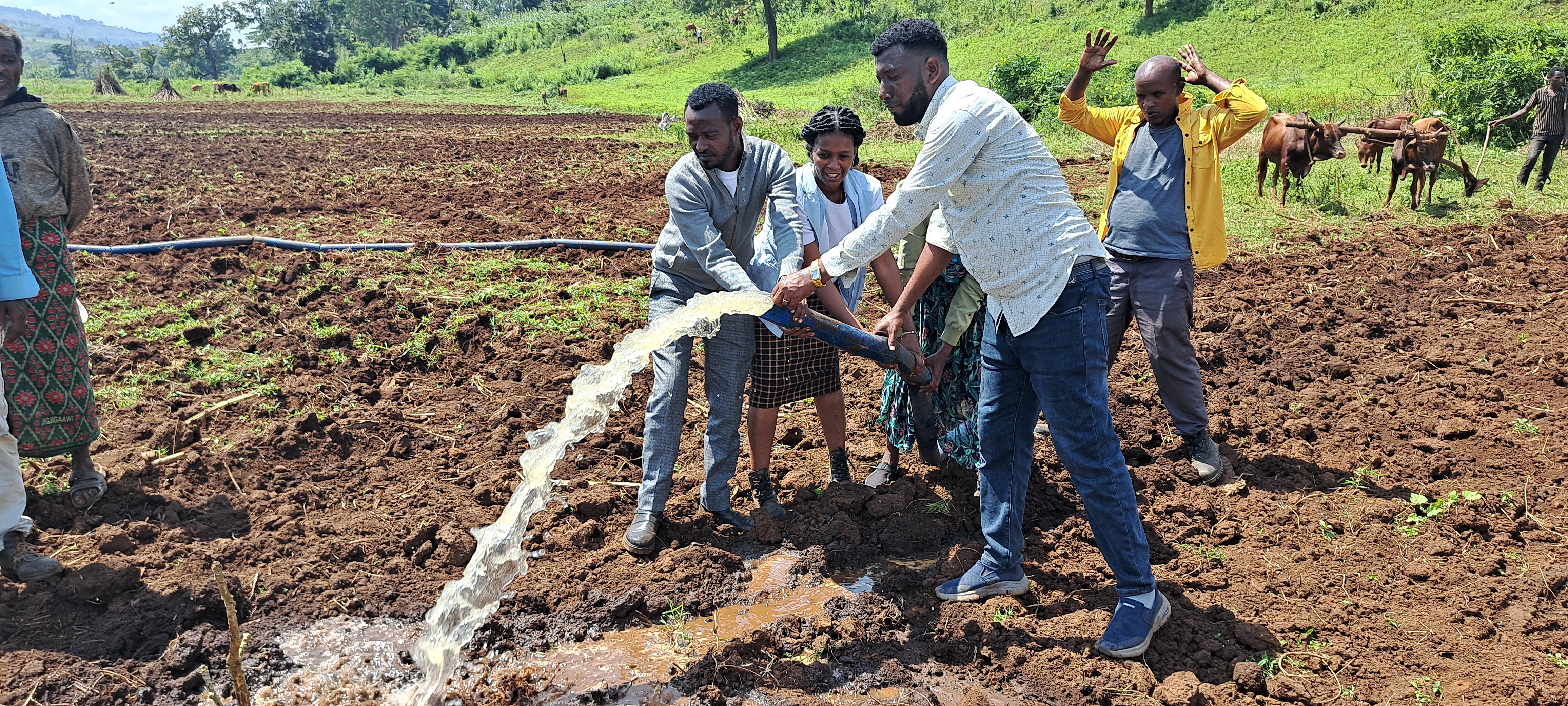 Jallisii (Eighth Crop)