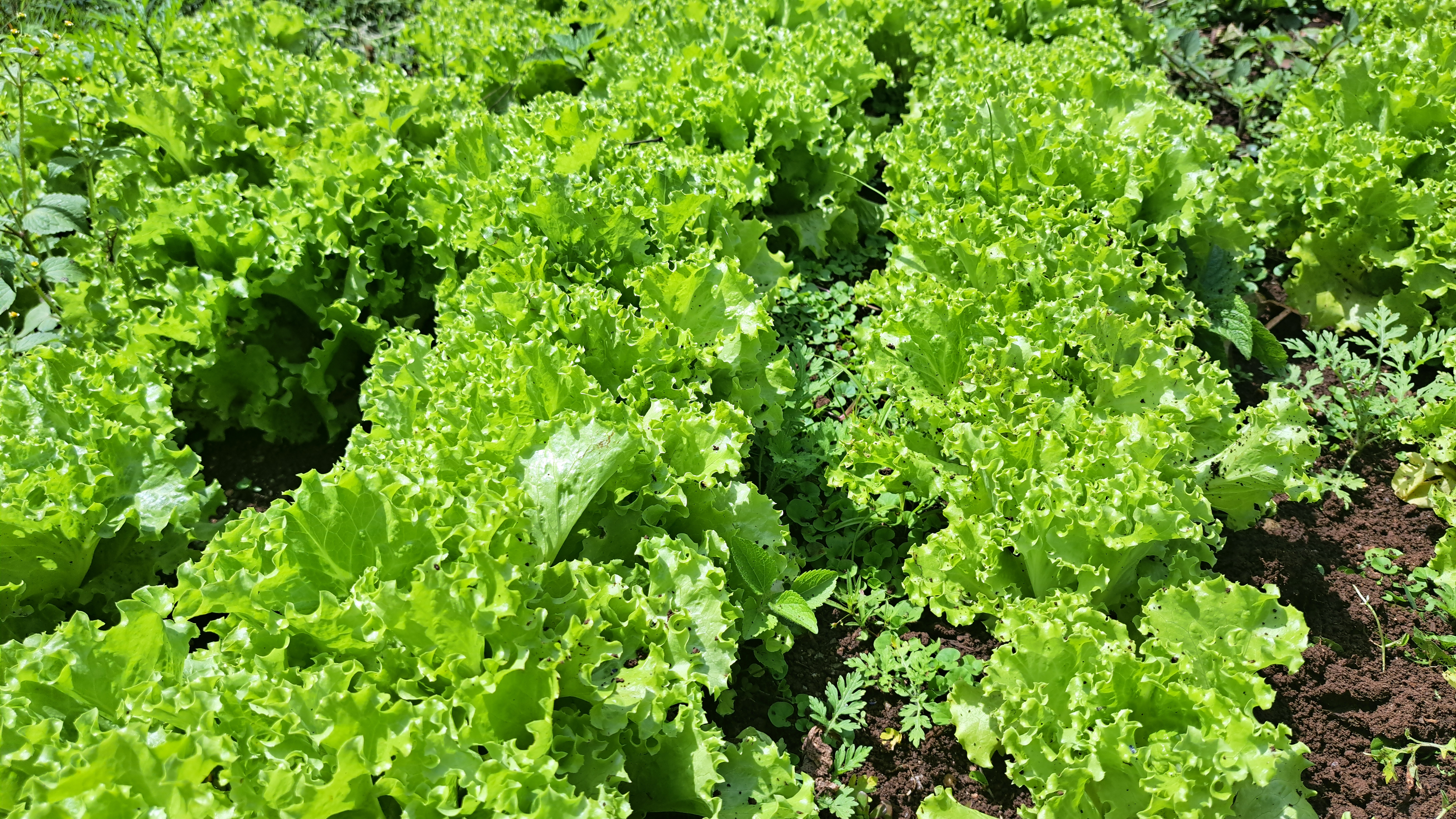 Qoosta (Custard Apple)