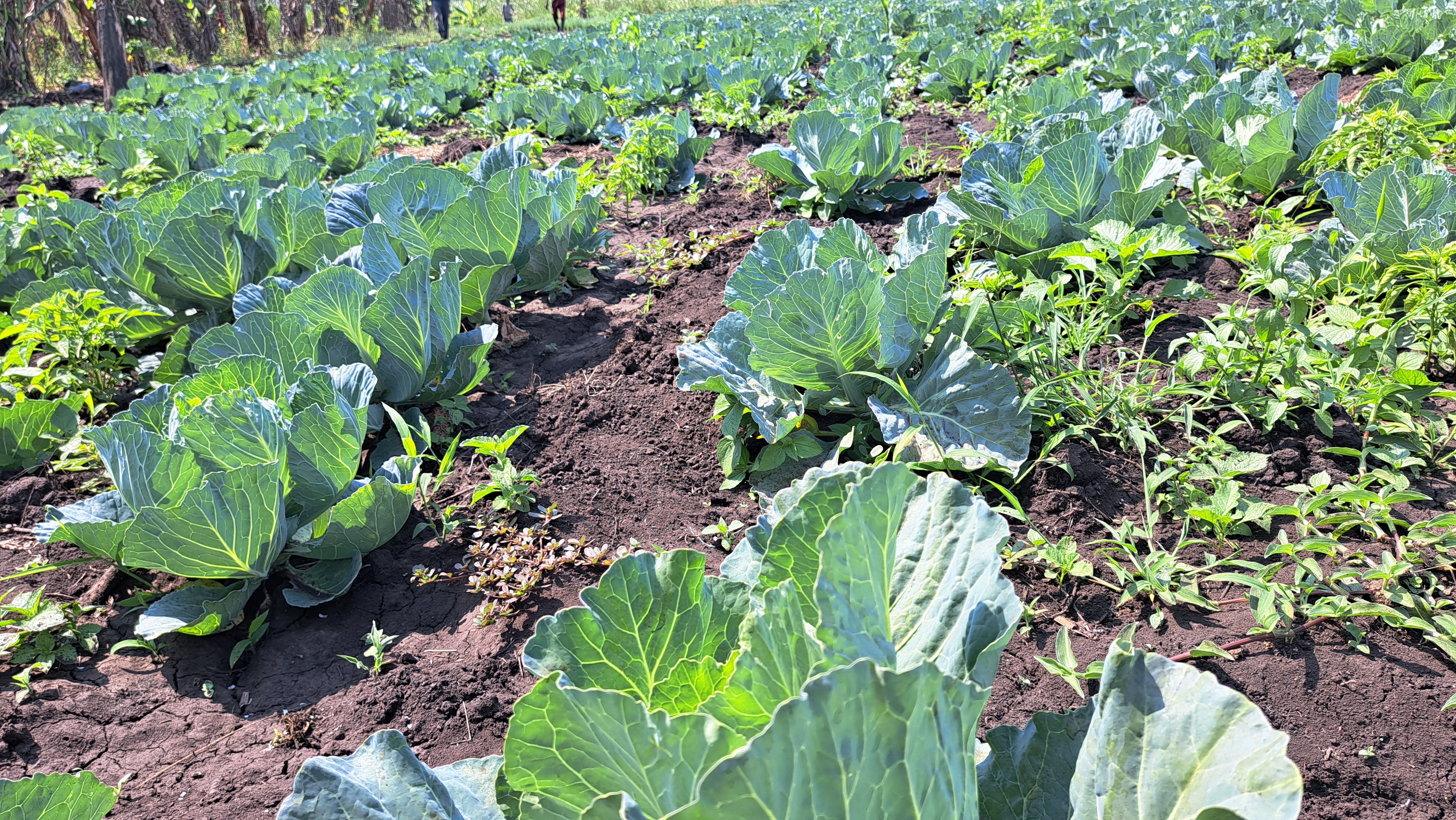 Raafuu (Collard Greens)
