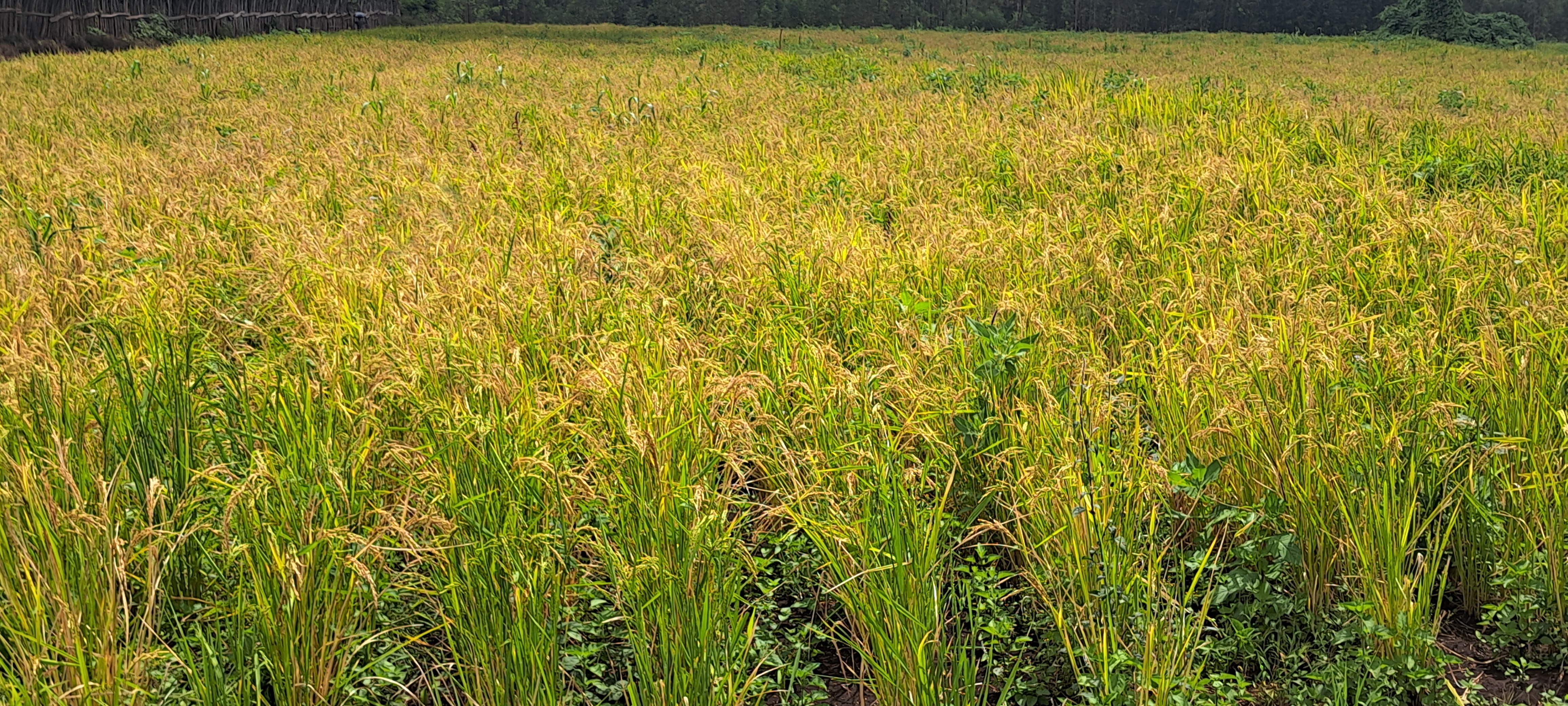 Ruuzii (Nineth Crop)