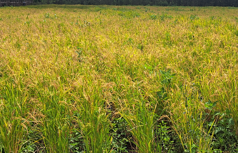 Ruuzii (Rice)