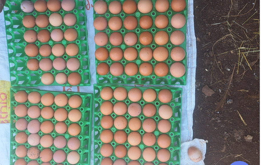 Killee (Eggs)