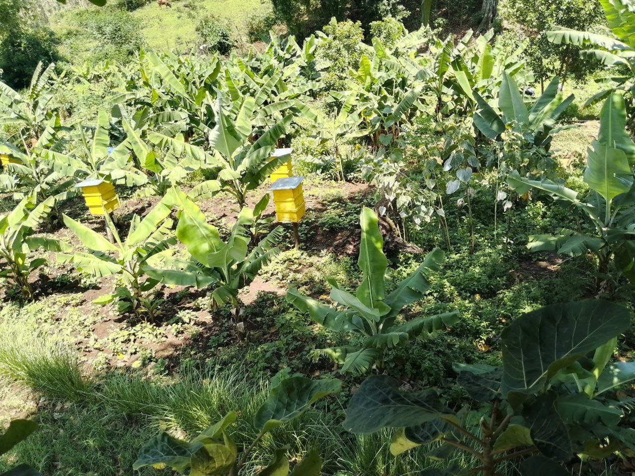 Muuzii (Banana Farm)