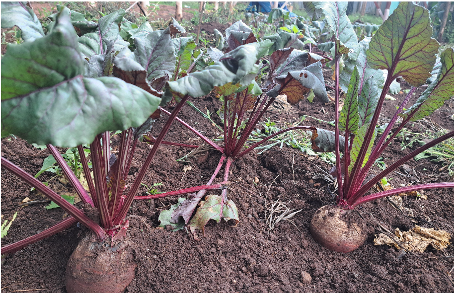 Hundee Diimaa (Red Root)