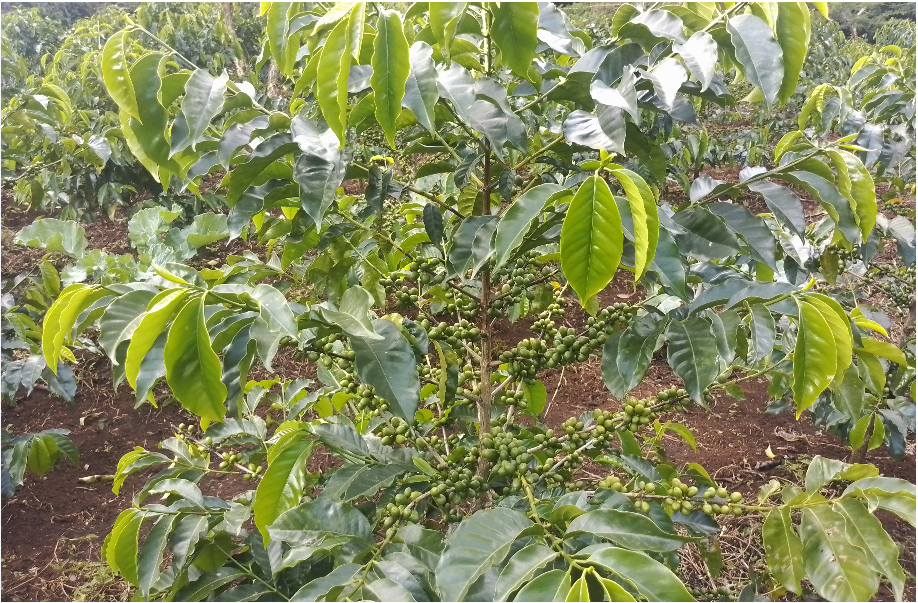 Misooma Bunaa (Coffee Development)