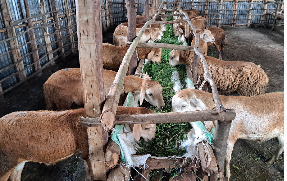 Hoolaa (Sheep Fattening)