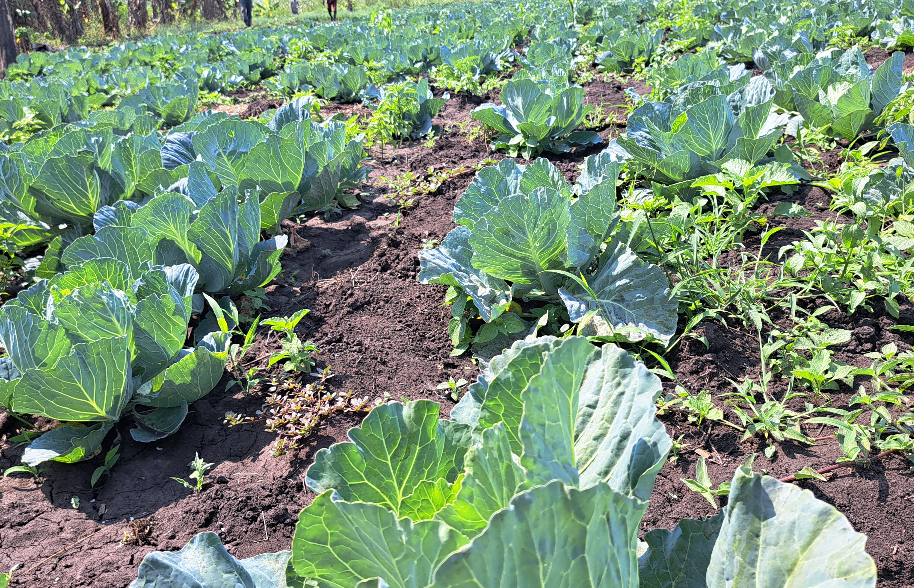 Raafuu (Collard Greens)