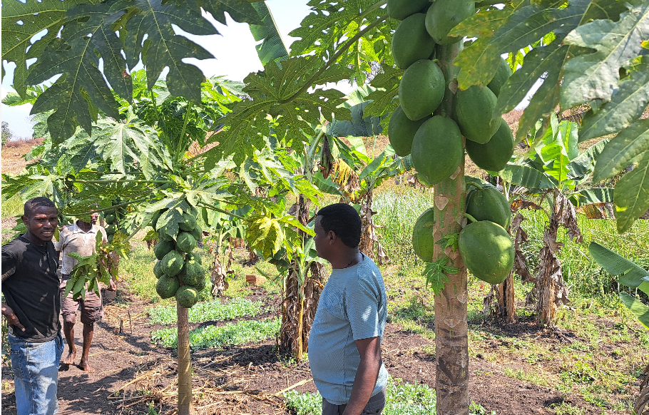 Pappayya (Papaya)
