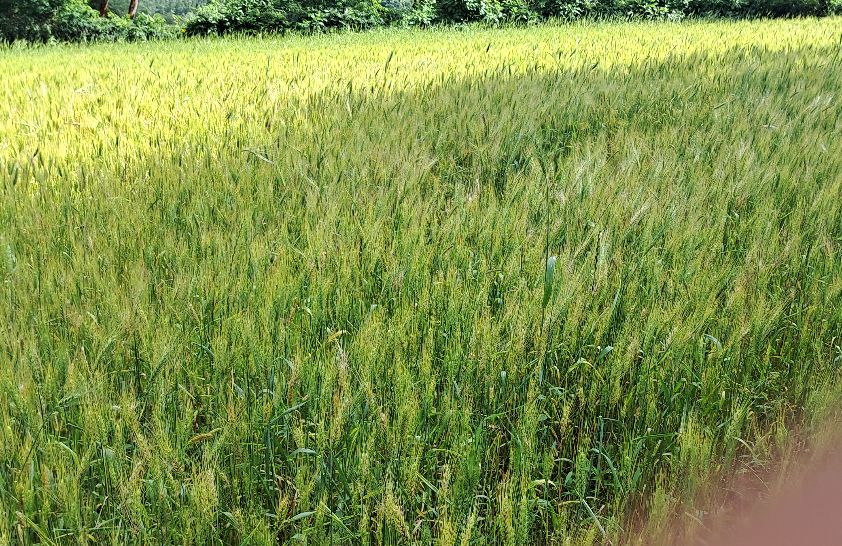 Qamadii (Wheat)